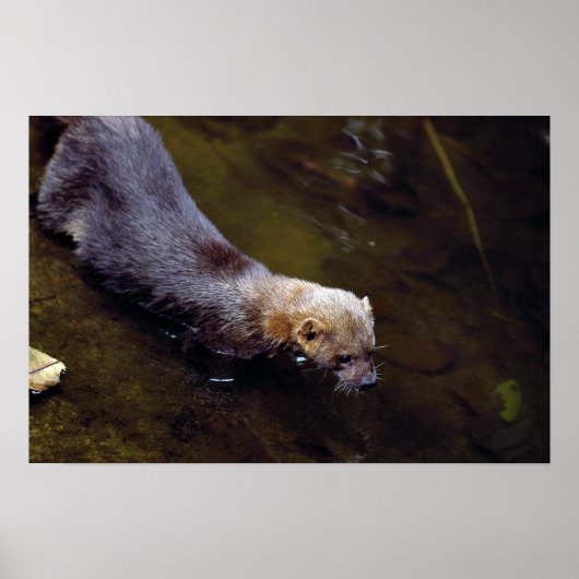 タイラ（エイラバーバタ） ポスター (正面)