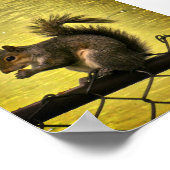タイリクハイイロリス (Sciurus carolinensis) ポスター (角)