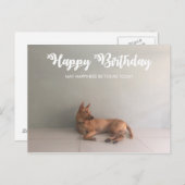 タイリッジバックドッグハッピーバースデー葉書 ポストカード (正面/裏面)