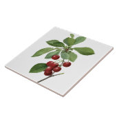 タイルを絵を描くピエールヨセフRedoutéのさくらんぼ タイル (側面)