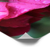 タイル状の赤いバラの花と雨粒 ポスター (角)