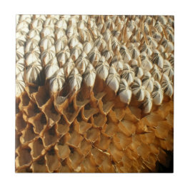 タイル-ヒマワリの種 タイル