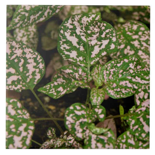 タイル-ピンクの水玉模様の植物 タイル (正面)