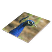 タイル – 孔雀ポートレート (側面)