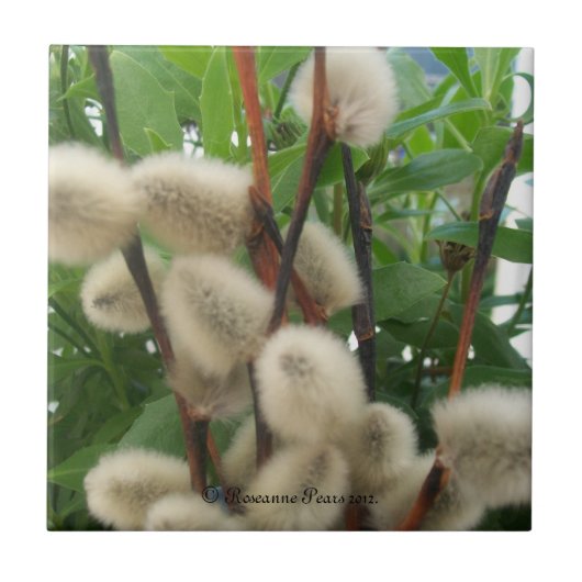 タイル(PussyWillowsInLeaves) RFPMDesigns ©️ 2012 タイル (正面)