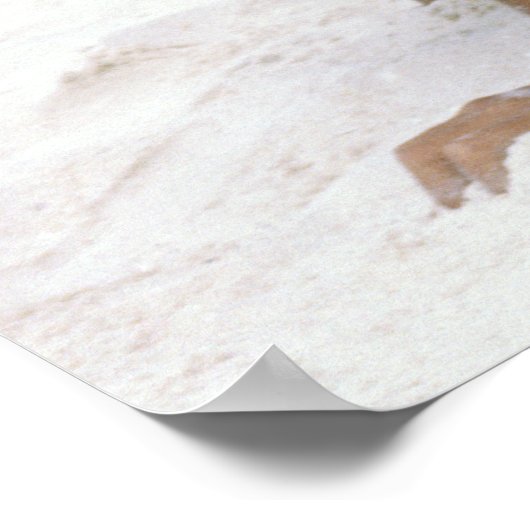 タイレッド。 ポスター (角)