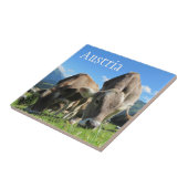 タイロール牛がアルパインスロープで放牧,オーストリア タイル (側面)