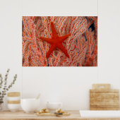 タイ海スターアカヒトデ ポスター (キッチン)