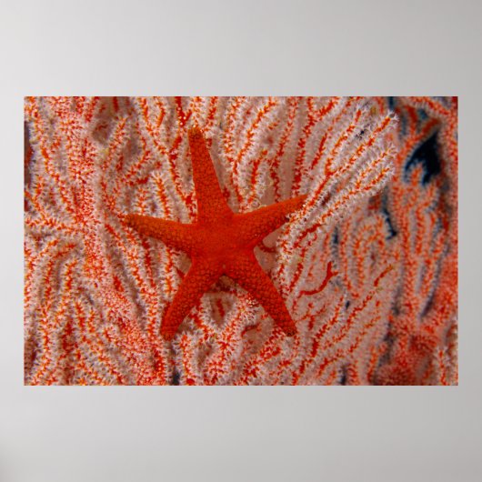 タイ海スターアカヒトデ ポスター (正面)