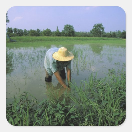 タイ王国、スコータイ。稲作農家。男性 スクエアシール (正面)