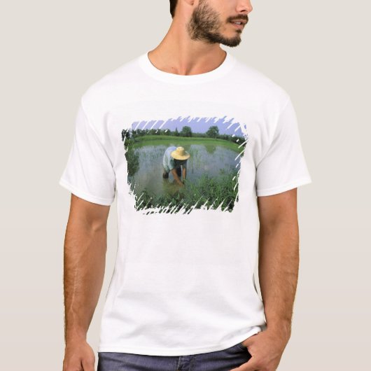 タイ王国、スコータイ。稲作農家。男性 Tシャツ (正面)