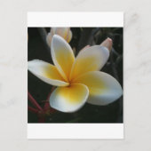 タイ産の花 ポストカード (正面)