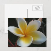 タイ産の花 ポストカード (正面/裏面)