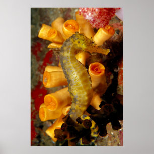 タイ、クローズアップSeahorse ポスター