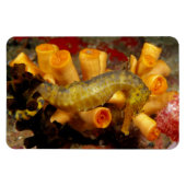 タイ、クローズアップSeahorse マグネット (横)