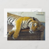 タイ，サムイ，タイガー ポストカード (正面/裏面)