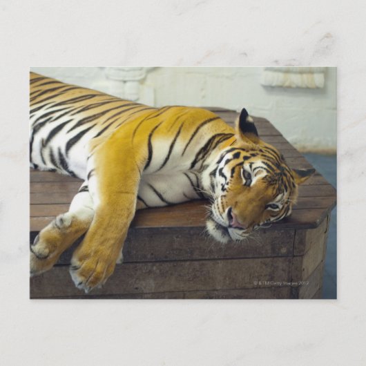 タイ，サムイ，タイガー ポストカード (正面)
