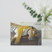 タイ，サムイ，タイガー ポストカード (スタンド正面)