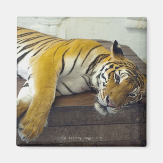 タイ，サムイ，タイガー マグネット (正面)