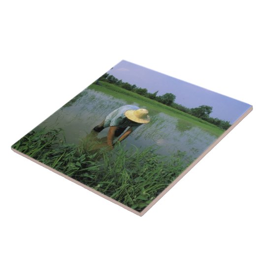 タイ、スコタイ。米の農家。MR. タイル (側面)