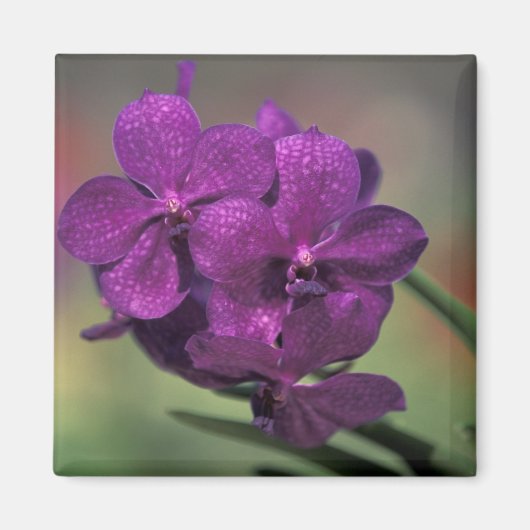 タイ、タイ北部、チェンマイ、メイの近く マグネット (正面)