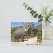 タイ・トライアングル・ドール ポストカード (スタンド正面)