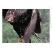 タウニーイーグル (正面横)