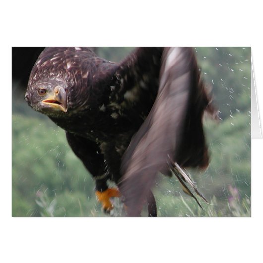 タウニーイーグル (正面横)