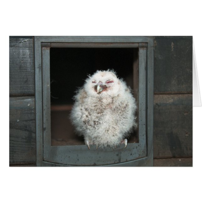 タウニーフクロウ (正面横)