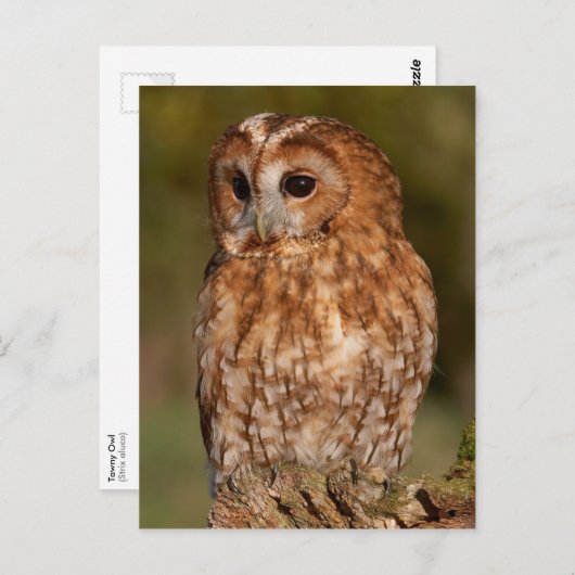 タウニーフクロウ(ストリックスアルコ) ポストカード (正面/裏面)