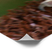 タウニーフクロウ ポスター (角)