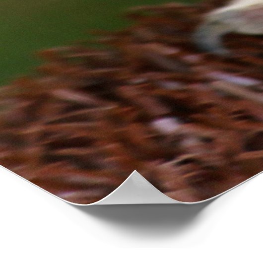 タウニーフクロウ ポスター (角)