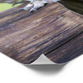 タウニーフクロウ ポスター (角)