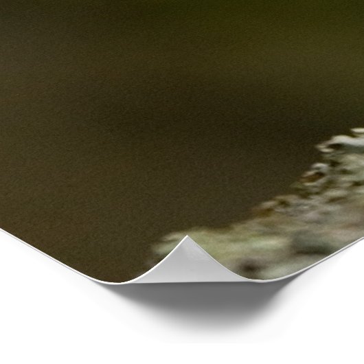 タウニーフクロウ ポスター (角)