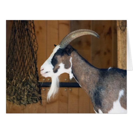 タウランシェケン・ジージュ (正面横)