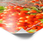 タウンゼントのソリティアとピラカンサ フォトプリント            (角)