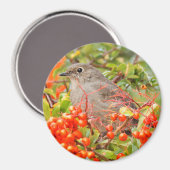 タウンゼントのソリティアの上のピラカンタ マグネット (正面/裏面)