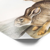 タウンゼントのロッキーマウンテン・ヘア(レポス・タウンセンディ) フォトプリント            (角)