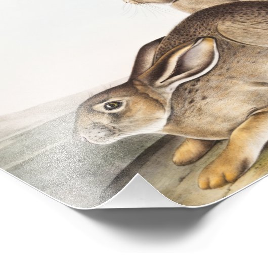 タウンゼントのロッキーマウンテン・ヘア(レポス・タウンセンディ) フォトプリント (角)