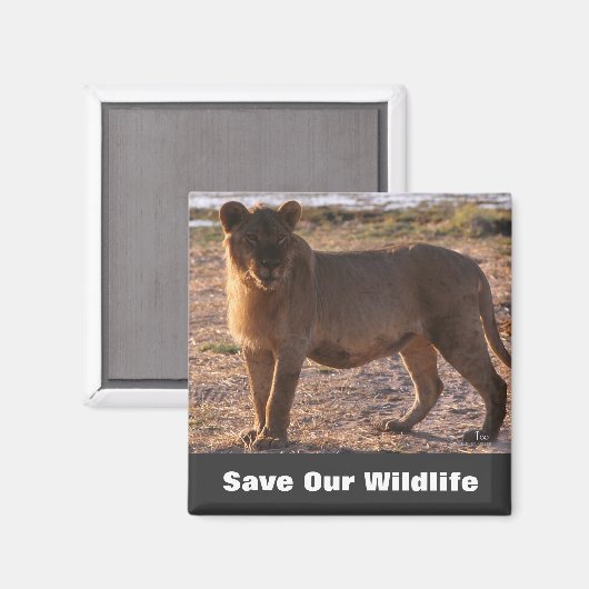 タウ救の野生生物 マグネット (正面/裏面)