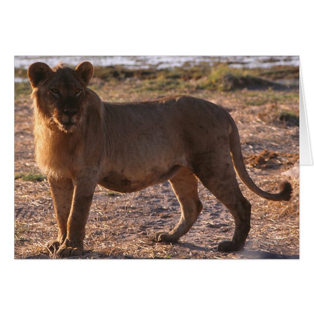 タウ、ライオン、写真 (正面横)