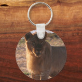 タウ、ライオン、写真 キーホルダー (正面)