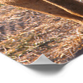 タウ、ライオン、写真 ポスター (角)