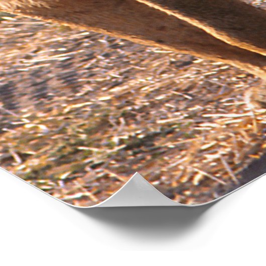 タウ、ライオン、写真 ポスター (角)