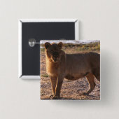 タウ、ライオン、写真 缶バッジ (正面&裏面)