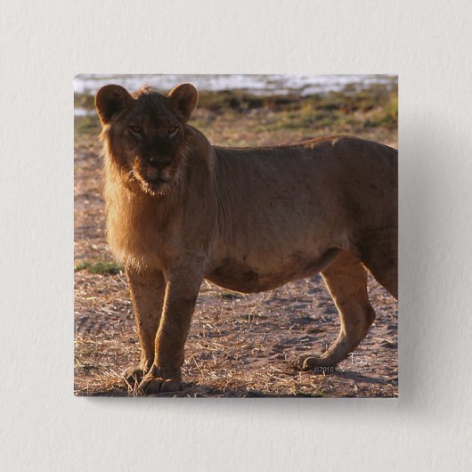 タウ、ライオン、写真 缶バッジ (正面)