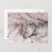 タオルで眠る子猫 ポストカード (正面/裏面)