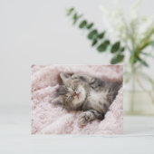 タオルで眠る子猫 ポストカード (スタンド正面)