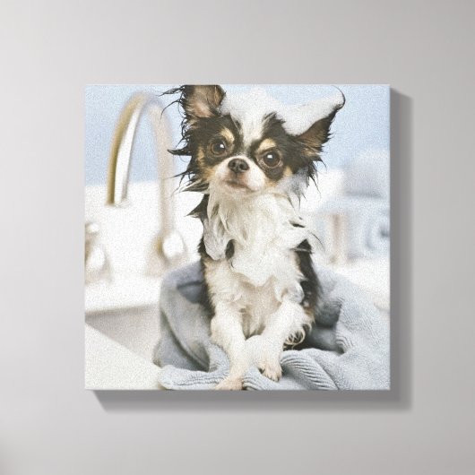 タオルに包まれた入ったチワワの子犬 キャンバスプリント (正面)