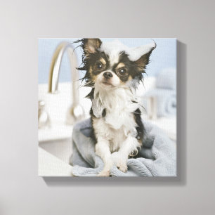 タオルに包まれた入ったチワワの子犬 キャンバスプリント